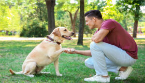 Skills in Pet Training